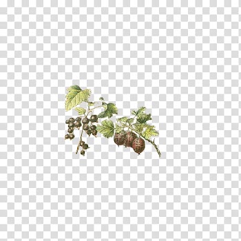 Fruit, green fruits transparent background PNG clipart