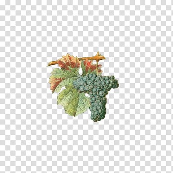 Fruit, green grapes illustration transparent background PNG clipart