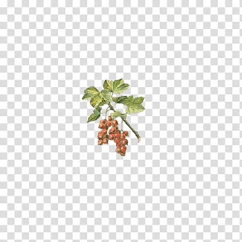 Fruit, green-leafed plant with fruits transparent background PNG clipart