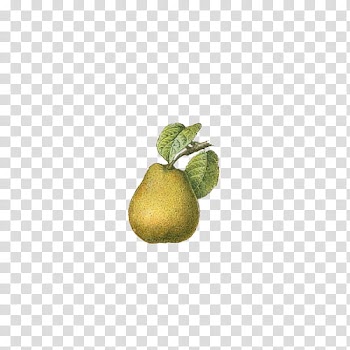 Fruit, green pear fruit transparent background PNG clipart
