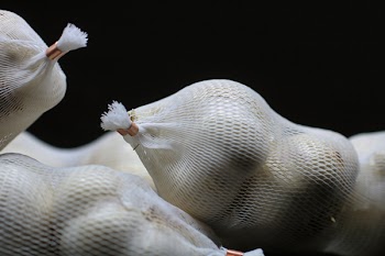 Fruit Inside Mesh Pouch in a Dark Area