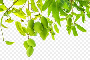 Fruit Leaf Mango pudding - Mango 
