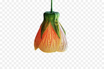 Fruit, Leaf, Plant PNG