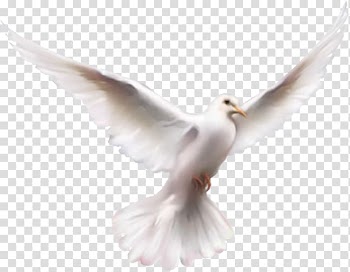 Fruit of the Holy Spirit Religion Sermon, others transparent background PNG clipart