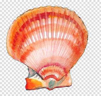 Fruit, orange clam shell illustration transparent background PNG clipart