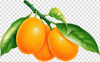 Fruit P, kumquat fruit transparent background PNG clipart
