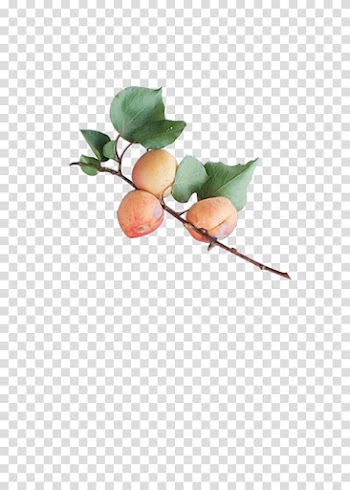 Fruit Peach Gratis Yellow, Peach transparent background PNG clipart