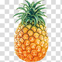 Fruit, pineapple transparent background PNG clipart