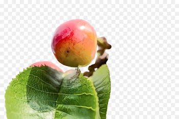 fruit plant leaf european plum tree