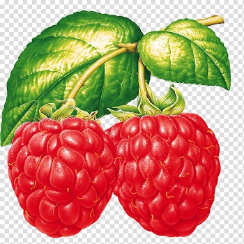 Fruit, raspberry illustration transparent background PNG clipart