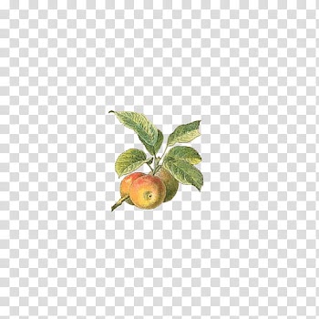 Fruit, red apple fruits transparent background PNG clipart
