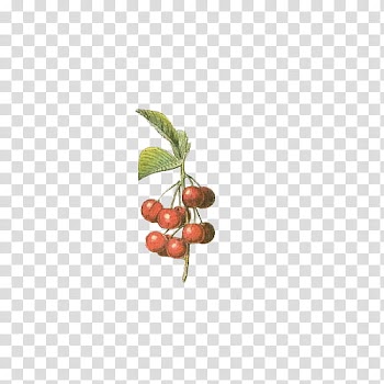 Fruit, red grape fruits illustration transparent background PNG clipart
