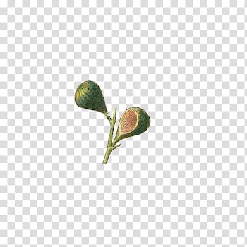 Fruit, round green fruit transparent background PNG clipart