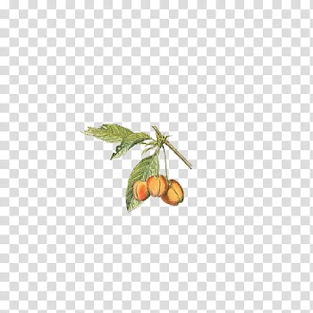 Fruit, round orange fruits and leaves artwork transparent background PNG clipart