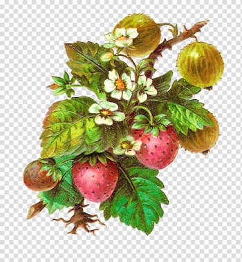 Fruit Strawberry , Herbs transparent background PNG clipart