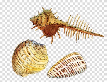 Fruit, three shells illustration transparent background PNG clipart