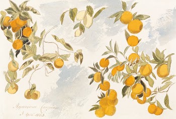 Fruit tree (1863) watercolor by Edward | Free Photo - rawpixel