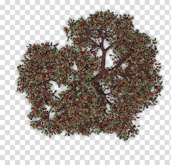 Fruit tree Apple Orchard, tree transparent background PNG clipart