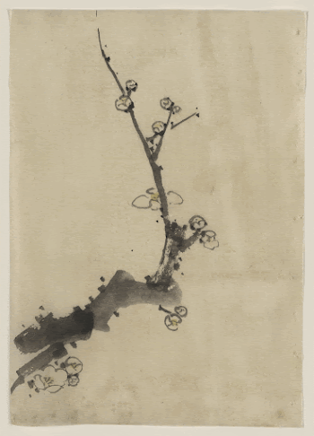 [Fruit tree branch with blossoms]. | Free Photo - rawpixel