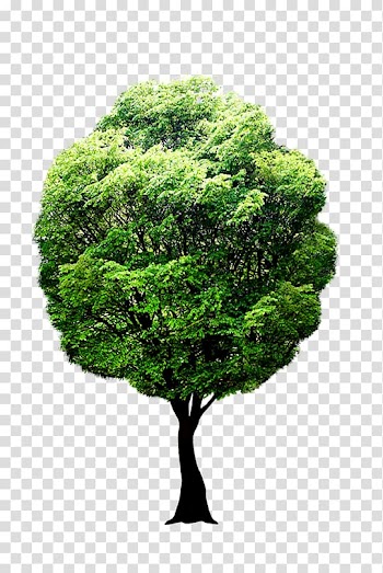 Fruit tree Forest , ppt边框 transparent background PNG clipart