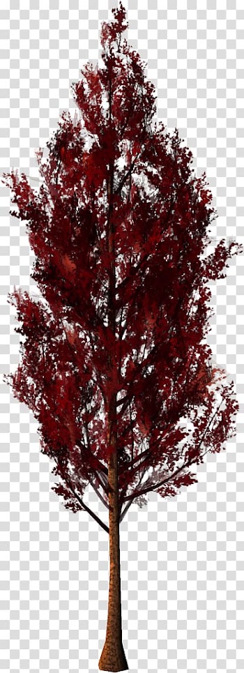 Fruit tree Forest , tree transparent background PNG clipart