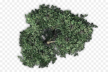 Fruit tree Plant - tree top view 