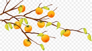 Fruit Tree, Tree, Fruit, Plant PNG