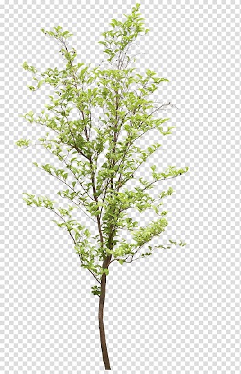 Fruit tree Twig Branch , tree transparent background PNG clipart