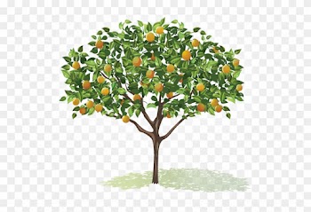 Fruit Tree Veggies Amp Fruits Pinterest Fruit Trees - Tree With Fruits Png