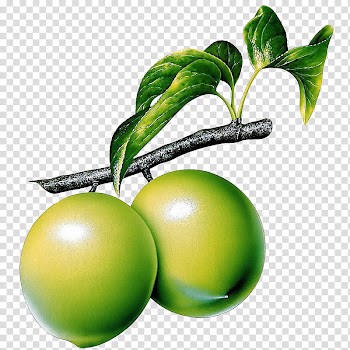 Fruit, two round green fruits illustration transparent background PNG clipart
