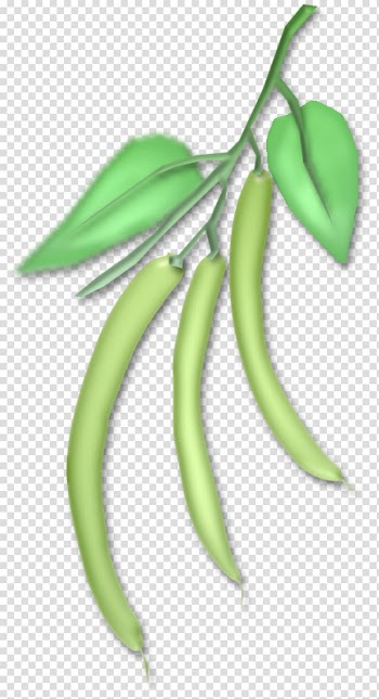 Fruit Vegetable Drawing Plant stem Skunk, vegetable transparent background PNG clipart