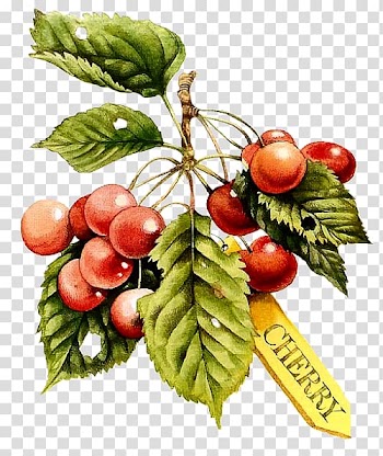 Fruit Watercolor painting Drawing, hand-painted vegetable transparent background PNG clipart