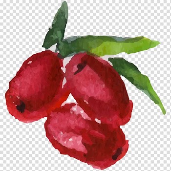 Fruit Watercolor painting, painting transparent background PNG clipart