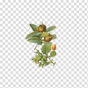 Fruit, yellow fruit illustration transparent background PNG clipart