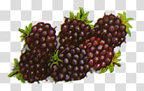 Fruits , blue berries transparent background PNG clipart
