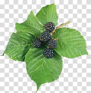 Fruits P, blueberry art transparent background PNG clipart