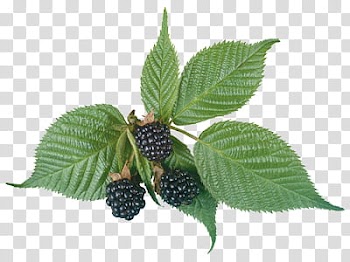 Fruits P, blueberry plant art transparent background PNG clipart