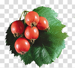 Fruits P, five red berries transparent background PNG clipart