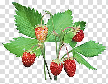 Fruits P, five strawberries transparent background PNG clipart