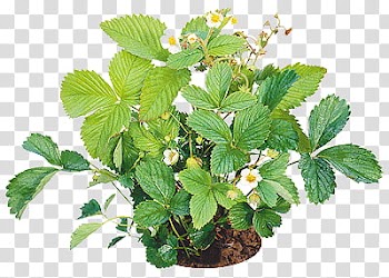 Fruits P, green leafed plant illustration transparent background PNG clipart