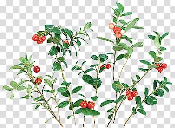 Fruits P, green plants transparent background PNG clipart