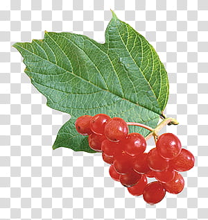 Fruits P, red cherries transparent background PNG clipart