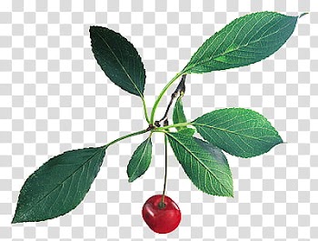 Fruits P, red cherry fruit illustration transparent background PNG clipart