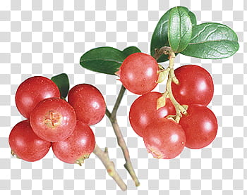 Fruits P, red fruit art transparent background PNG clipart