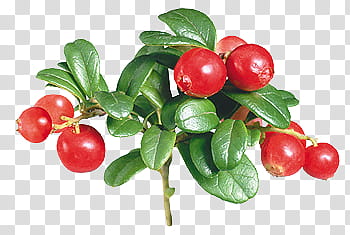 Fruits P, red jujube plum fruit transparent background PNG clipart