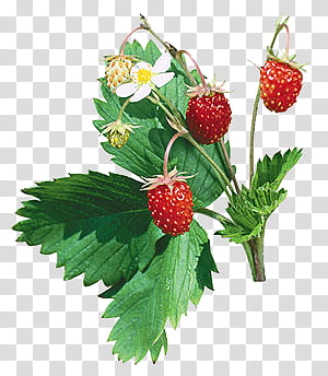 Fruits P, red lychee fruits transparent background PNG clipart