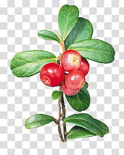 Fruits P, round red fruits transparent background PNG clipart