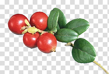 Fruits P, round red fruits transparent background PNG clipart