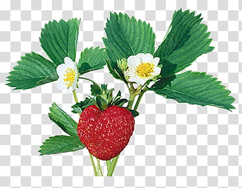 Fruits P, strawberry plant transparent background PNG clipart