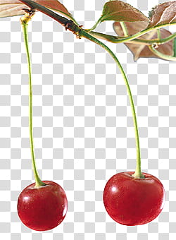 Fruits P, two cherries illustration transparent background PNG clipart